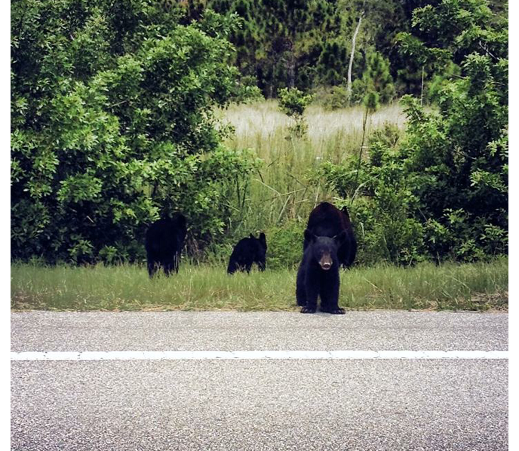 bears