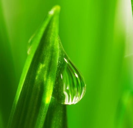 leaf-dew