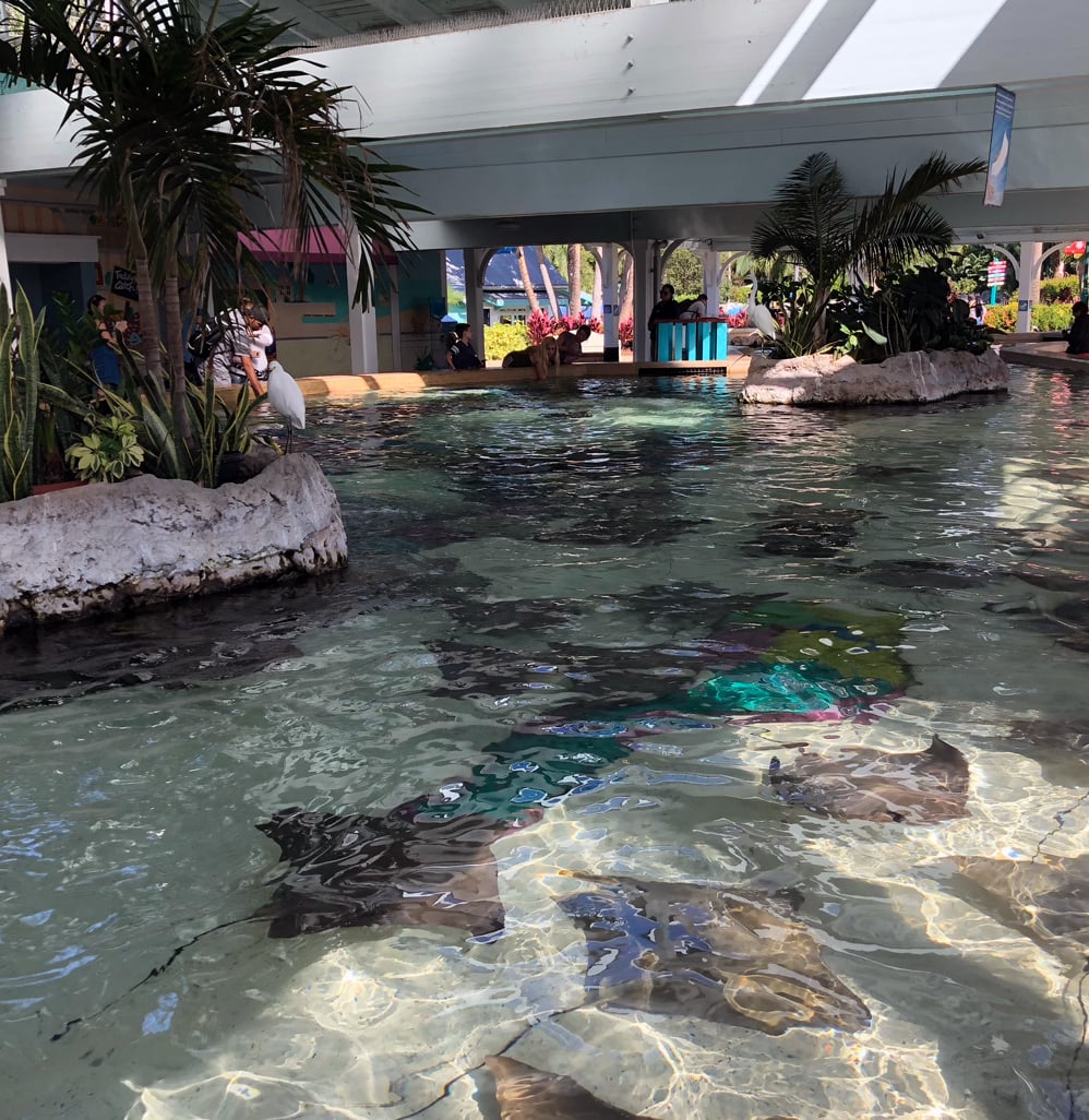 Water_Aquatics