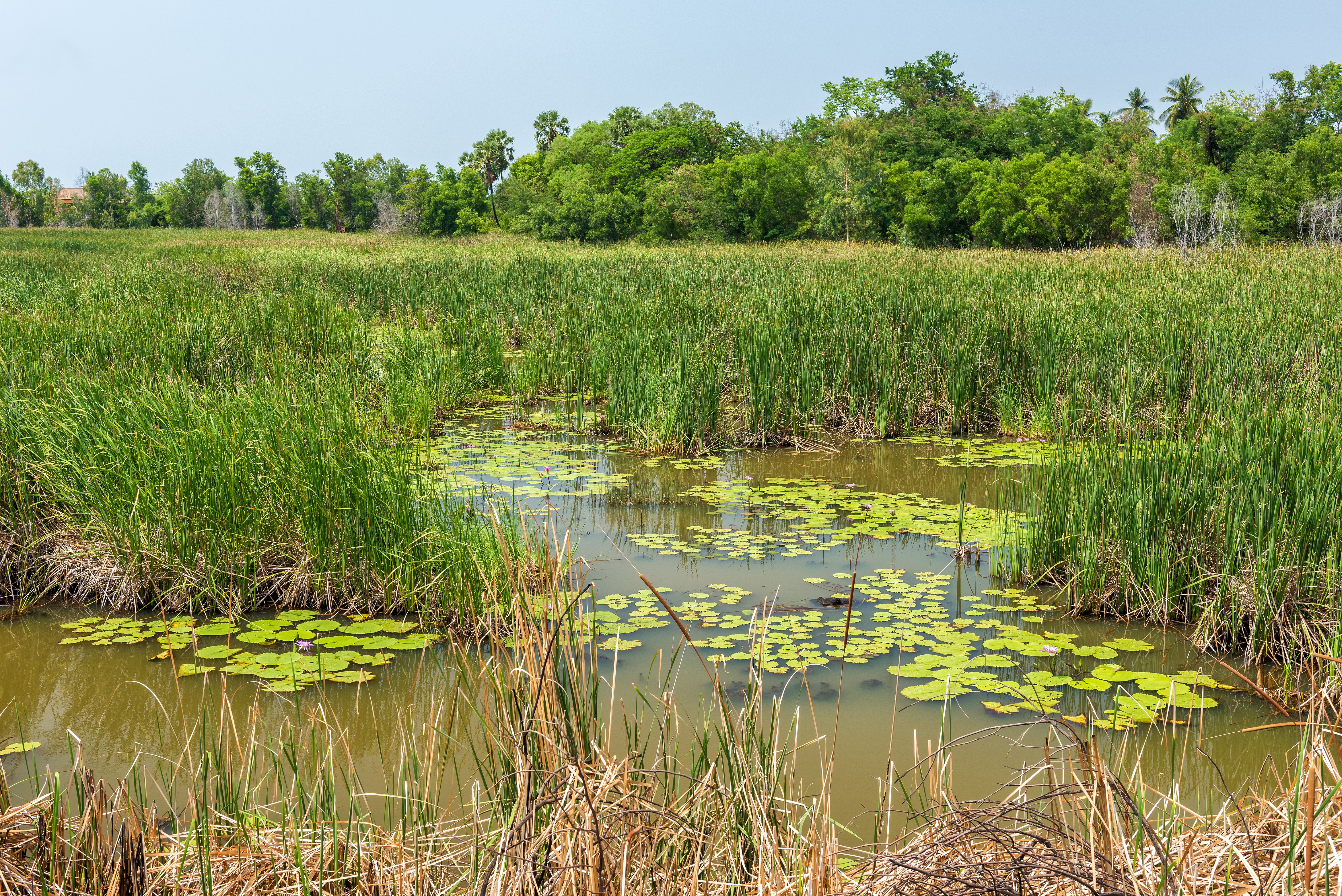 Wetland_AdobeStock_111092982
